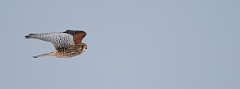 David Plant Photography - Wildlife Photographer - Kestrel - A